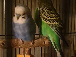 Official budgie photo thread!