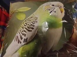 Things with parrots