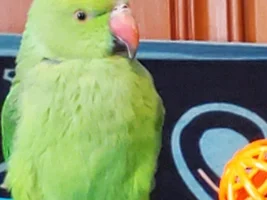 Adopted IRN - wordy Backstory, Question on his size, & other tidbits