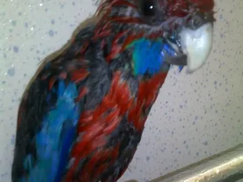 Stubborn Rosella!