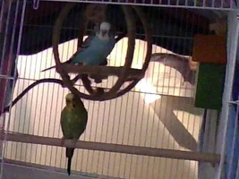 The Ins, Outs, and Upside Downs of Budgie Parenting