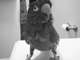 Gilbert going to the vet today