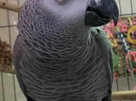 Parrots and their Grudges