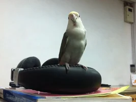 My lovely lovebird passed away suddenly...Needs help