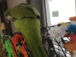 Does his right wing look weird. He keeps holding it up above the left one.