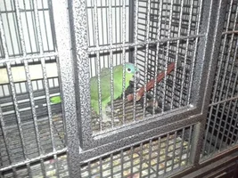 Finally got to pet my bird