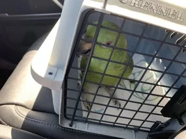 Taking Archie to vet