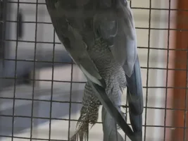 Need help... Male or Female?