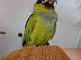 What do we do about a conure who refuses to come out of his cage?