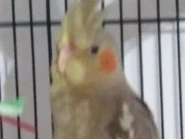 Meet Poppy!!