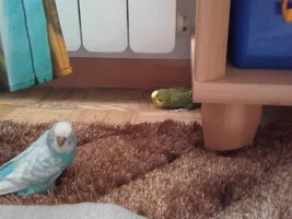 R.I.P. Romek - his story