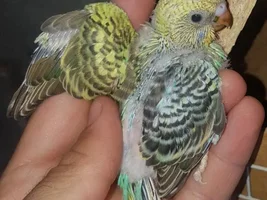 New colour budgie to me