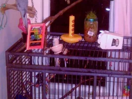 Post pictures of you cages!