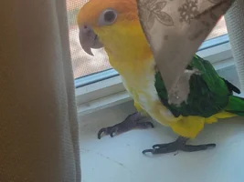 New baby caique
