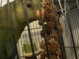 Superb parrot throwing up