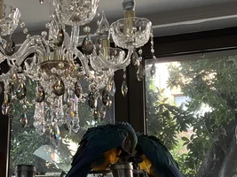 Bonded Macaws
