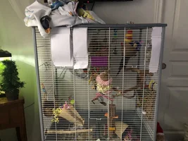 GCC cage setup