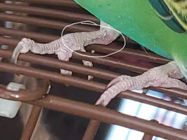 HELP please. Is this an early sign of Scaly Mites on my Budgie's feet?
