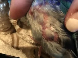My new Parrotlet: Peru