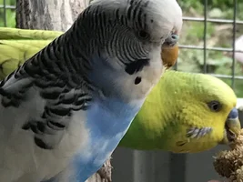 Hannah's little Parrots thread 🦜