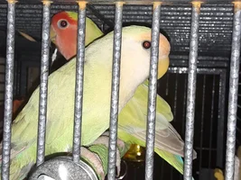 Help identifying possible mutation on new lovebirds