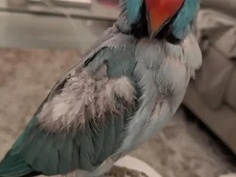 Indian Ringneck not growing feather on wings? (with pics)