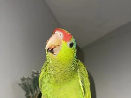 Red headed Amazon
