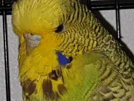 Help! Age and gender of my Budgie Turkey?