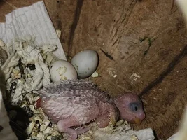 Budgie babys and candling
