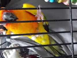 Need help with my Sun Conure