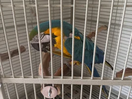 Macaw tails