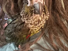 Wet chickens!!