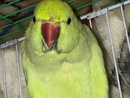 Please tell me the gender of my parrot