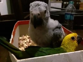 7wk old Tuki
