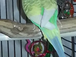 Tinkerbelle