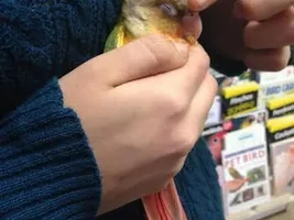 New GCC Mommy!