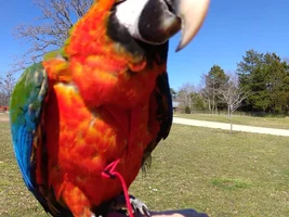 Pancho my Harlequin Macaw