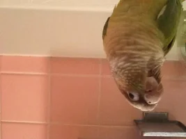 Conure beak problem