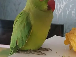 New Baby female or male
