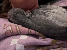 I purchased an unweaned Grey before I knew it was such an issue