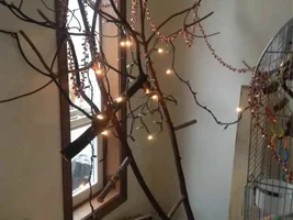 We decorated the cage!