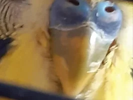 Budgie beak colour