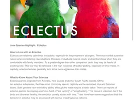 Female Eclectus Parrots