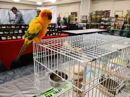 Bently's Story