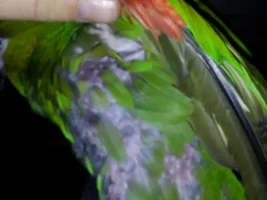 Hahns Macaw Trouble (Feather Plucking?)