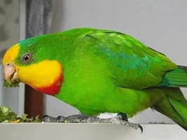 Vomit/sleepy/falling off perch..??