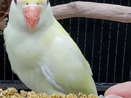 Indian Ringneck taming/time in cage.