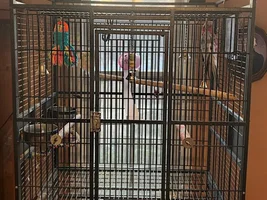 Behavior problems with my Galah