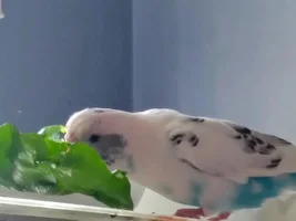Budgies love leafy greens