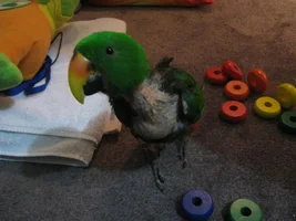 What's YOUR eclectus's favorite toy?